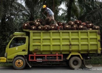 Bumi Makmur Anugerahagung Optimis Konsumsi CPO Dalam Negeri Meningkat