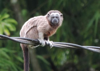 5 Fakta Menarik Silvery Brown Tamarin, Merawat Anak Namun Tetap Diabaikan
