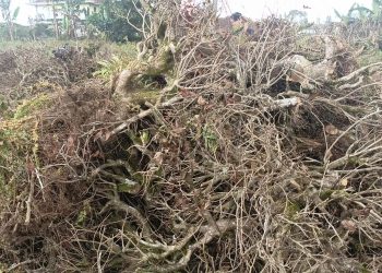 Walhi: Alih Fungsi Kebun Teh Pangalengan Ancam Banjir Bandang, HGU PTPN Harus Diperiksa