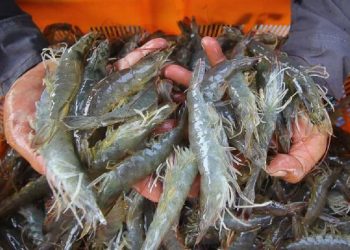 KKP Ekspor Udang Bebas Cesium-137 ke AS