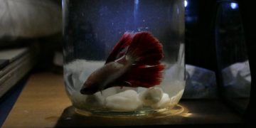 Manusia dan Ikan Cupang: Dua Makhluk yang Sama-Sama Kehilangan Irama Hidupnya