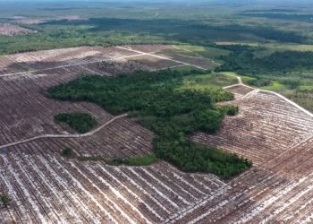 Janji Dana Konservasi Hutan RI di COP30 Di tengah Tantangan Deforestasi