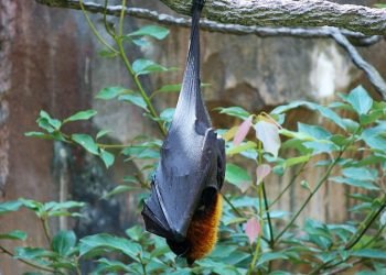 5 Dampak Berbahaya Kesehatan dari Hutan Gundul