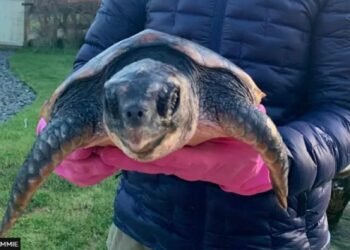 Giants of the Deep: Rescued from Scottish Shores