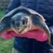 Giants of the Deep: Rescued from Scottish Shores