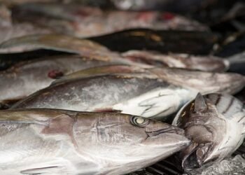 EU Nets 2026 Fishing Quotas After Fierce Talks