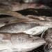 EU Nets 2026 Fishing Quotas After Fierce Talks