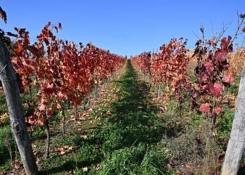 Hungarian Wine Industry Faces Existential Threat