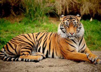 Harimau Bawa Jas Hujan: Tanda Sebelum Banjir Aceh Timur