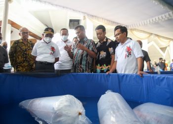 Bangkitkan Budidaya Ikan Koi Jawa Barat dengan Tips KKP Hasilkan Telur Berkualitas