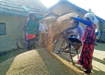 Kailali Farmers Face Paddy Sales Crisis