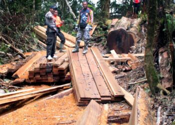 Ilegal Logging Aceh: Sindikat Panglong Terbongkar!