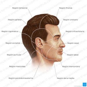 tmRMs7vXGwoSkQXpfJDkoA_regions-of-head-face_spanish.jpg