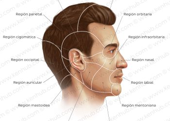 Cara Guru Membantu Siswa Mengenali Gaya Belajar