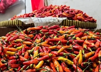 Harga Pangan Terkini: Bawang, Cabai, Daging Turun!