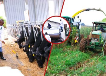 Oscar Sudi’s Dairy Empire: Wa Muthende’s Kapseret Farm Impressed