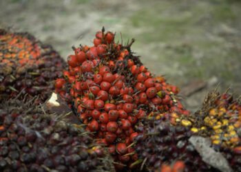 CPO Januari 2026: Produksi Malaysia Naik, Harga Anjlok