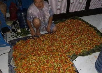 Jeritan Petani Sinjai: Cabai Keriting Anjlok ke Rp6 Ribu