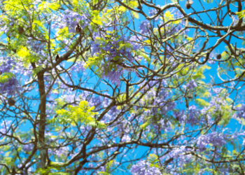 Sustainable Healthcare: Self-Care’s New Signal