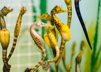 Australia’s Seahorses Locked Out by Illegal Fishing