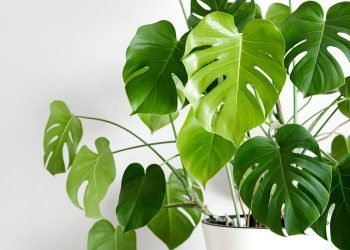 6 Tanaman Lebar Cantik untuk Ruangan Anda