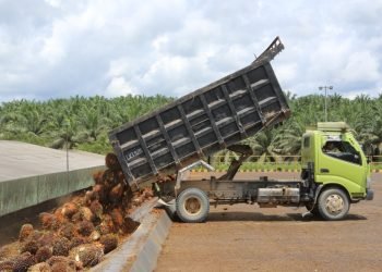 Rekor! TBS Sawit Sumut Rp3.634,28/kg Hari Ini