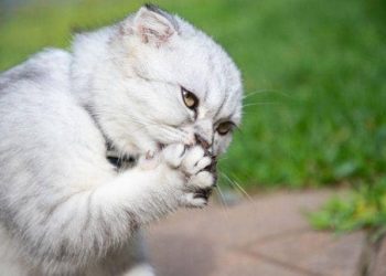 6 Alasan Kucing Menjilati Tubuh Mereka