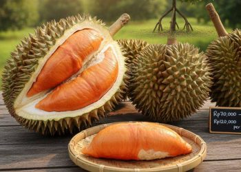 10 Varietas Durian Lokal: Ciri Khas dari Sabang Sampai Merauke