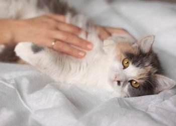 Mengapa Kucing Mengganggu Salat? Ini Jawabannya