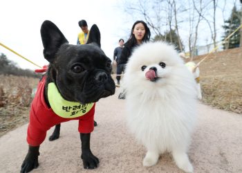 One in Three Korean Homes: Dogs Lead the Spending Pack