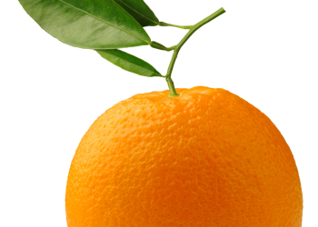 Navel Orange: A Citrus Aurantium Triumph