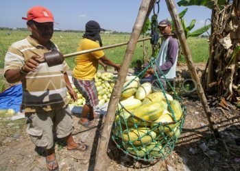 Panen Raya Timun Suri Majalengka: Keuntungan Menggunung di Ramadan 2026
