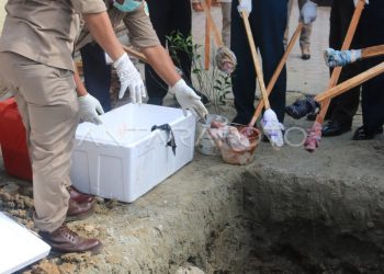 150 Kg Daging Anjing Ilegal, Jalur Laut Manado-Halmahera Terbongkar