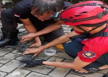 Biawak Mengamuk di Tasikmalaya, Damkar Beraksi