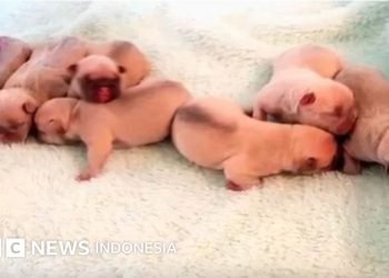 Perampokan Berani: Pria Bertopi Todong Ibu di Sebatik
