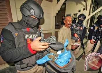 Pengedar Ganja Bengkulu Diringkus, Sita 3 Paket dan HP