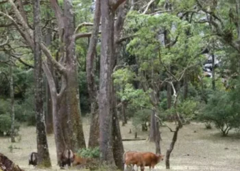 Jelajahi Puncak Mutis: Keindahan Tertinggi NTT
