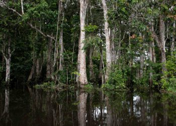 Profil dan Informasi Terkini Tentang Negara Gabon