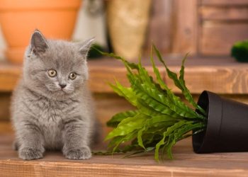 5 Jurus Ampuh Selamatkan Barang dari Kucing Nakal