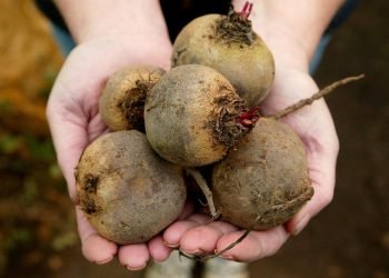 Beetroot Boost: Why Over-60s Need More Juice