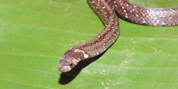 5 Satwa Langka Indonesia yang Terlupakan