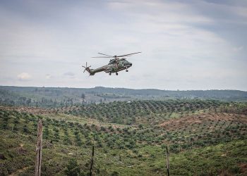 Sawit Melimpah, Hutan Tetap Tak Terganti