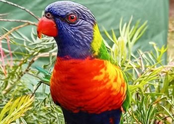 Attract Native Wildlife: Your Garden’s Secret Weapon