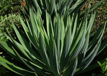 Australia’s Most Regretted Garden Invaders