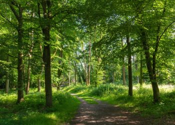 Plantation Threat: Forgotten Forests Face Extinction