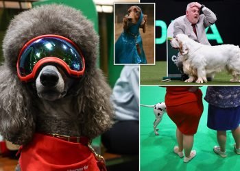 Bruin Crowned Crufts Best in Show in Emotional Climax