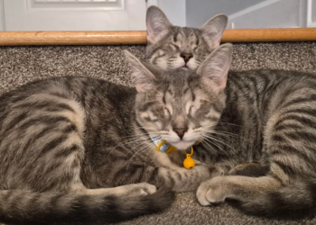 A Glimpse of Hope: Eyeless Kittens Find Their Forever Home