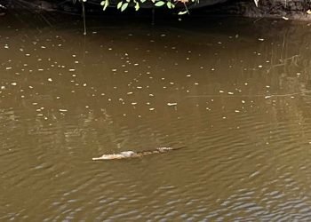 Newcastle Creek Crocs Spotted