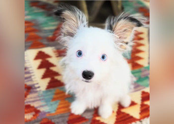 Ears to You: Owners Unprepared for Floppy-Eared Surprise