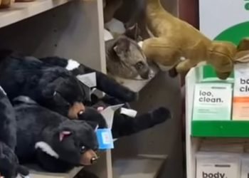 Is He for Sale Too? Shoppers Thrilled by Furry Intruder in Airport Store